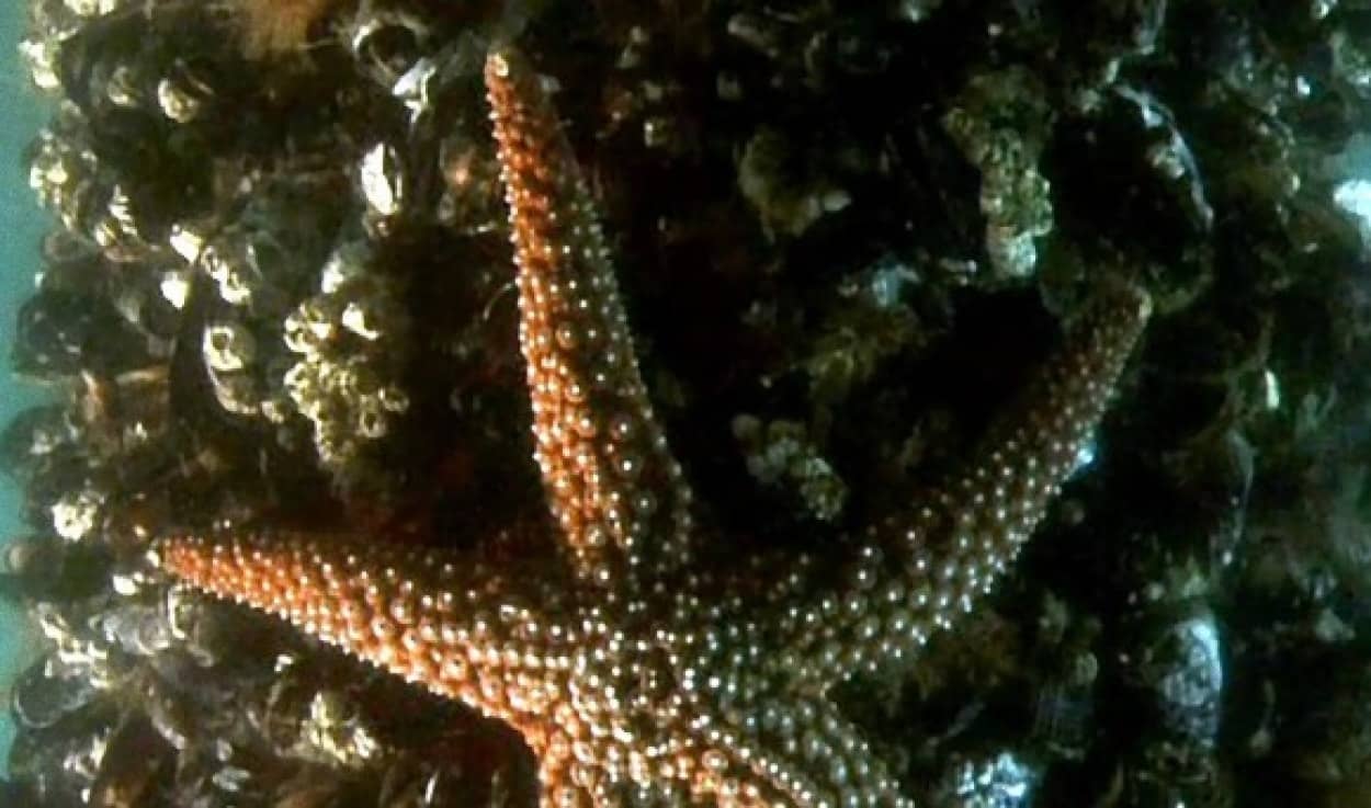 ヒトデって強烈なプレデター属性だったんだ ヒトデがムール貝を捕食する高画質タイムラプス映像 カラパイア ヒトデって強烈なプレデター属性だったんだ ヒトデがムール貝を捕食する高画質タイムラプス映像 カラパイア