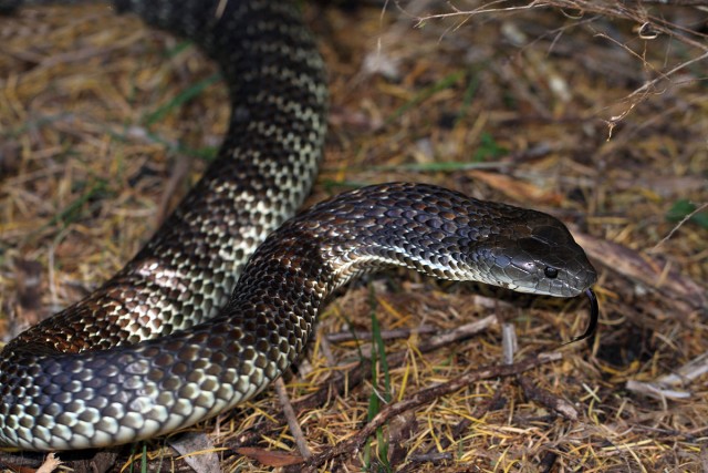 突然変異で巨大化したヘビがはびこるオーストラリアの島