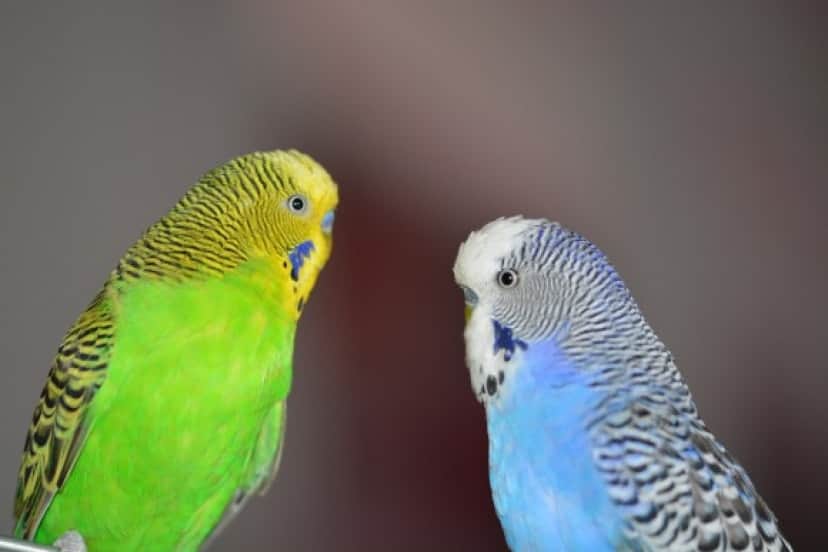 セキセイインコは人間の会話を聞いたことがなくても その音声を解読できる 米研究 カラパイア セキセイインコは人間の会話を聞いたことがなくても その音声を解読できる 米研究 カラパイア