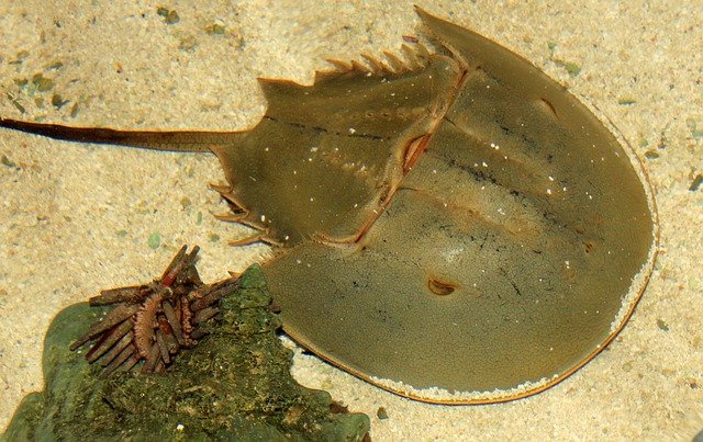 horseshoe-crab-347245_640