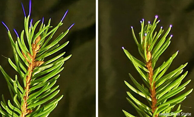 植物からの放電が大気の質を変えてしまっている可能性