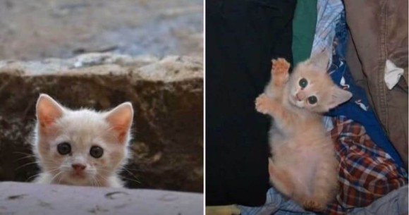 「私をお家に連れてって」ケニアのスラム街で出会った猫のハッピーエンド物語