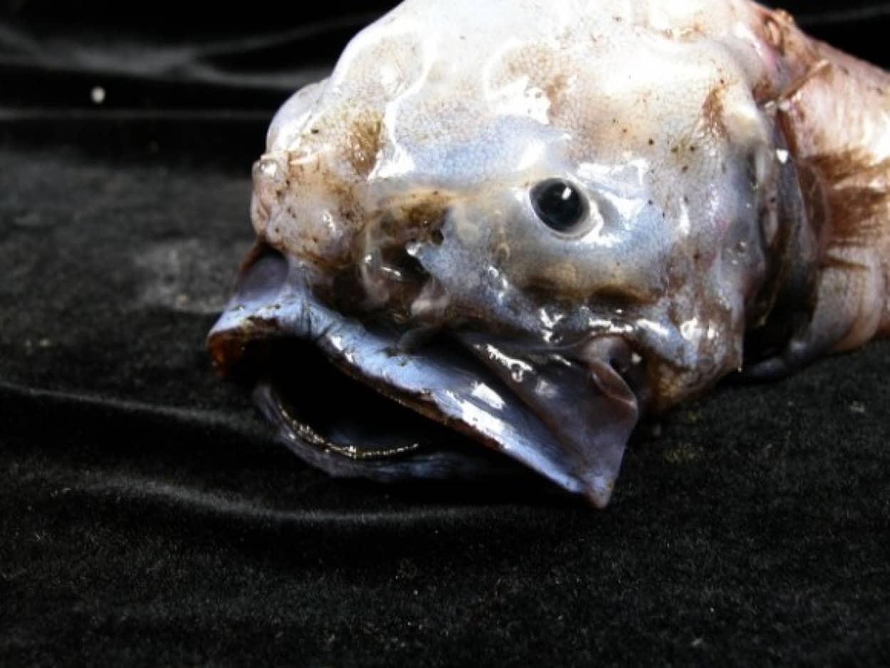 これぞまさに深海魚ルックス 見た目がアレすぎて残念な名前をつけられてしまった 骨ばった耳のクソ魚 カラパイア