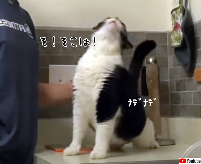 一番アレな部分を撫でられた猫の反応