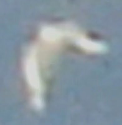 abductCOW2_392x400