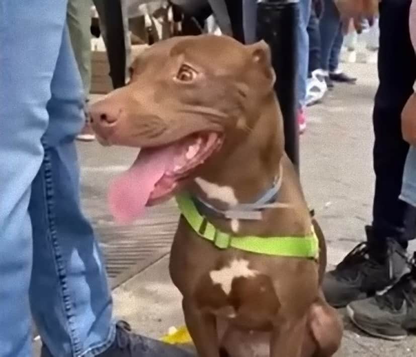 dog3_e