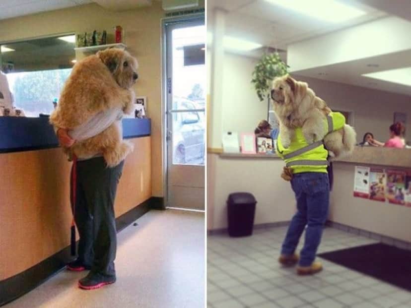 big-puppy18_e