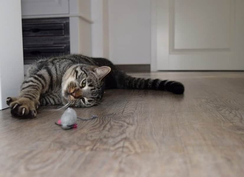 cat-g22d72c27a_640_e