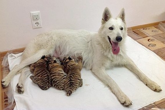 犬 が ライオン の 赤ちゃん を 育てる