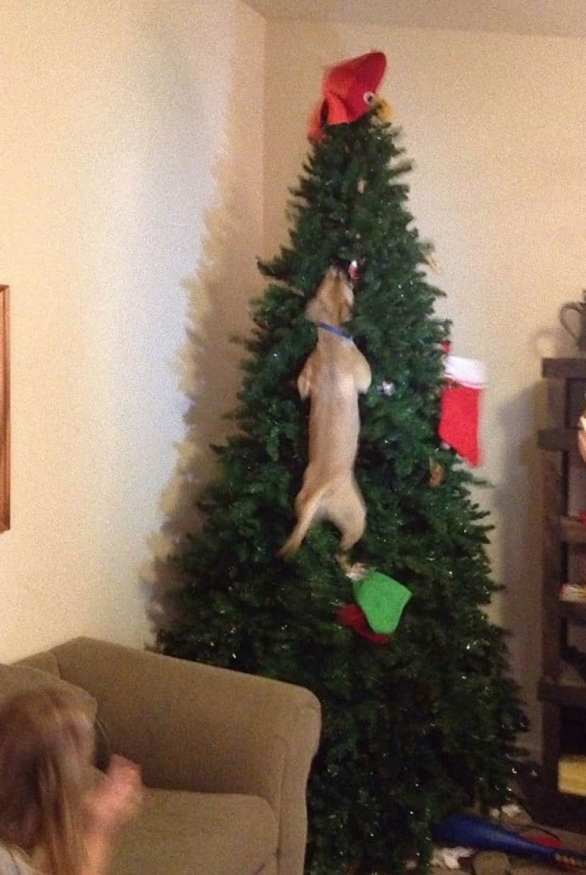 XX-animals-destroying-Christmas-11__605_e
