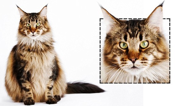 あなたの猫は丸顔 四角 それとも三角 猫の顔の形で性格がわかるらしい 米研究 カラパイア