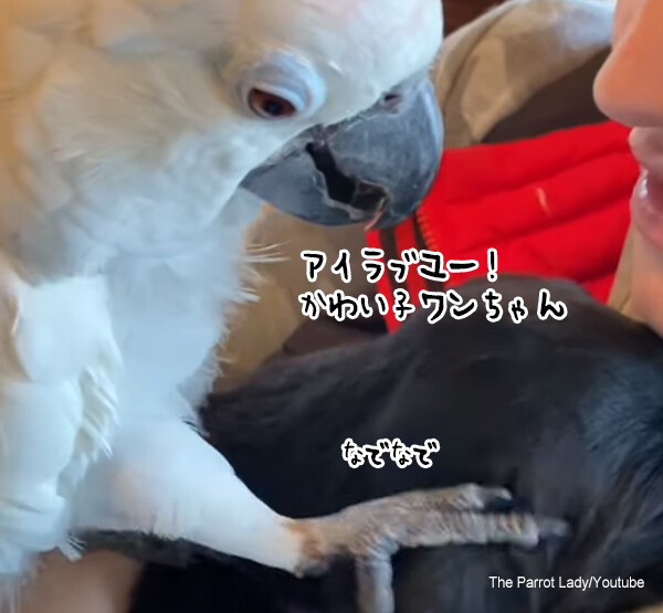 犬を猫かわいがりするオウム。頭を撫でて「愛してるよ」と声をかける