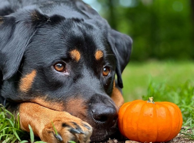 ボクの大切な親友はかぼちゃ。子犬の時にもらったかぼちゃに愛情を示し、どこに行くにも一緒