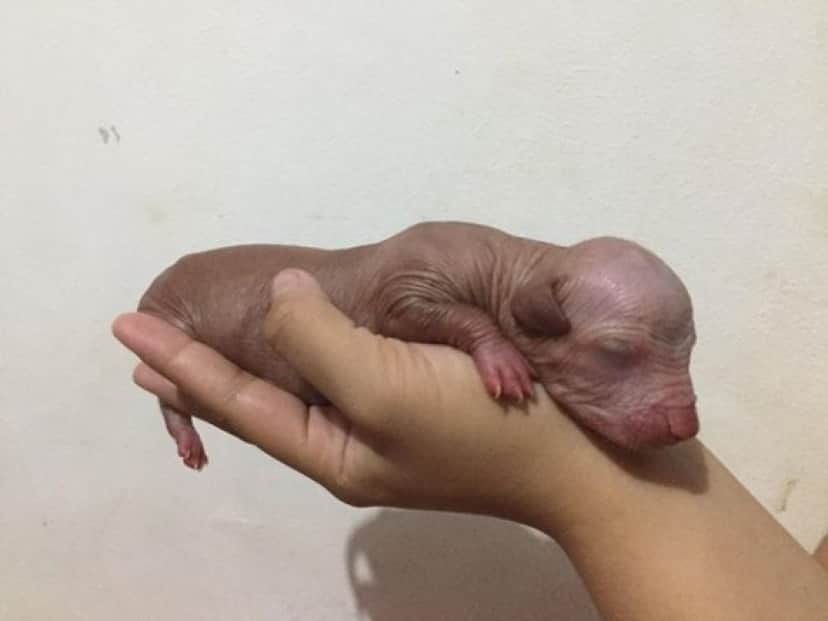 dog2_e