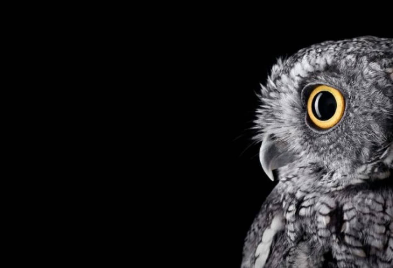 撮影するのが難しいフクロウをここまで精悍に接写 イケメンフクロウ図鑑 カラパイア 撮影するのが難しいフクロウをここまで精悍に接写 イケメンフクロウ図鑑 カラパイア