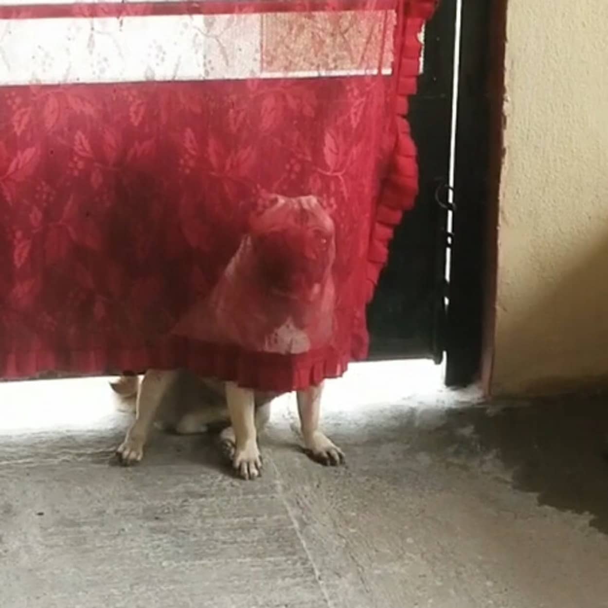 隠れる犬