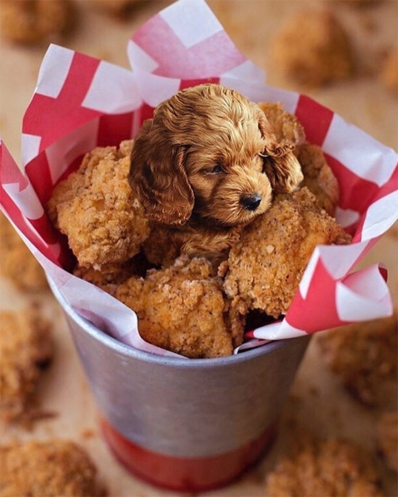 おいしそうすぎてヤバい 犬と食べ物を融合させたインスタグラムアカウントが大人気 カラパイア おいしそうすぎてヤバい 犬と食べ物を融合させたインスタグラムアカウントが大人気 カラパイア