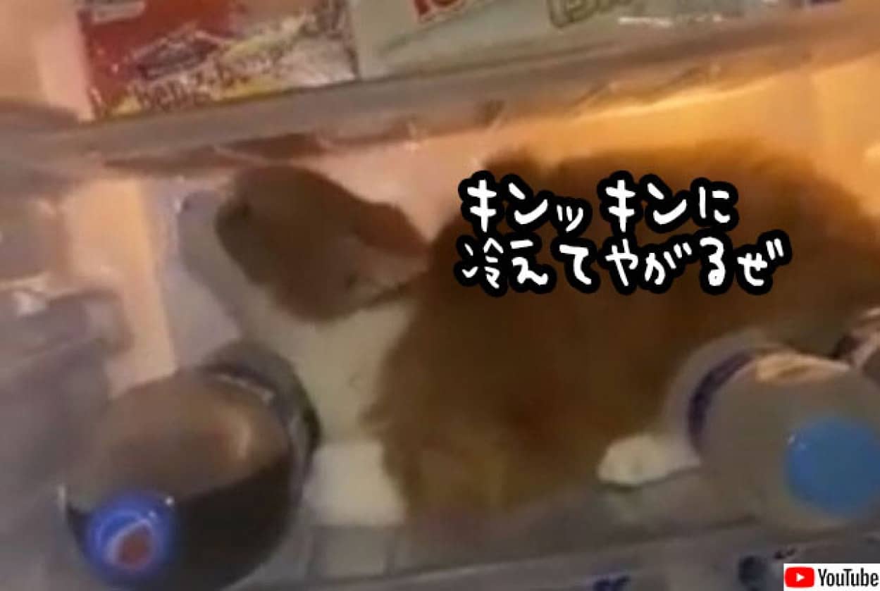 冷蔵庫は我が砦 鉄の意思で中に居座るクールな猫 カラパイア