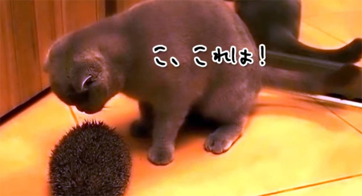 こ これは ハリネズミを見てひらめいた猫の行動とは この後すぐ カラパイア