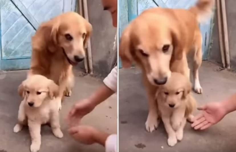 この子はダメ 絶対ダメ 子犬を絶対に触らせてくれない父犬の母性 カラパイア