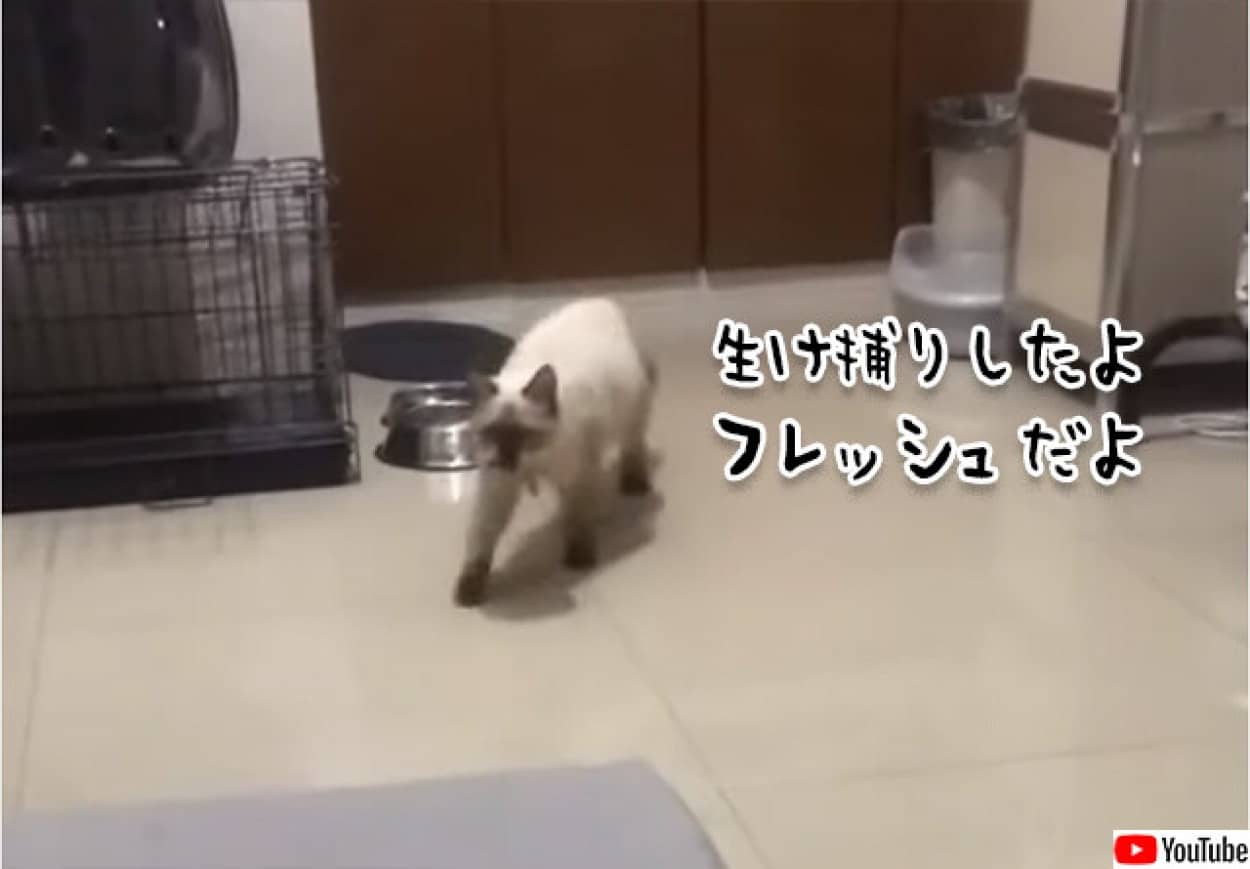 猫がGを生け捕り、飼い主に貢ぐ