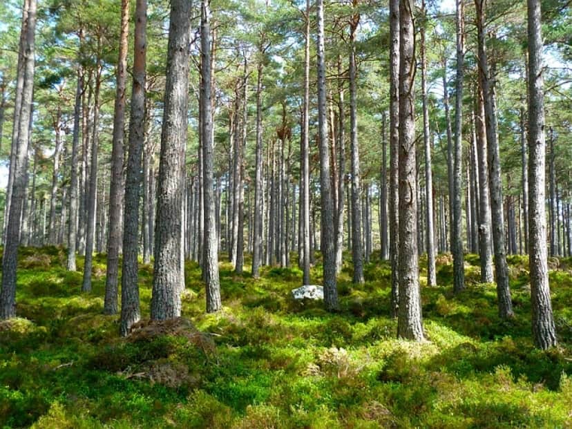 forest-272595_640