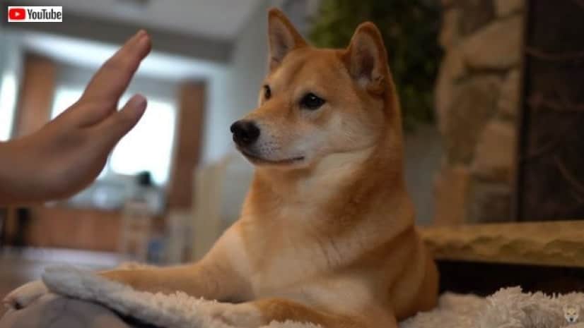 もう いつまでやらせるの 柴犬ハルさんにハイタッチをせがんでみた カラパイア もう いつまでやらせるの 柴犬ハルさんにハイタッチをせがんでみた カラパイア