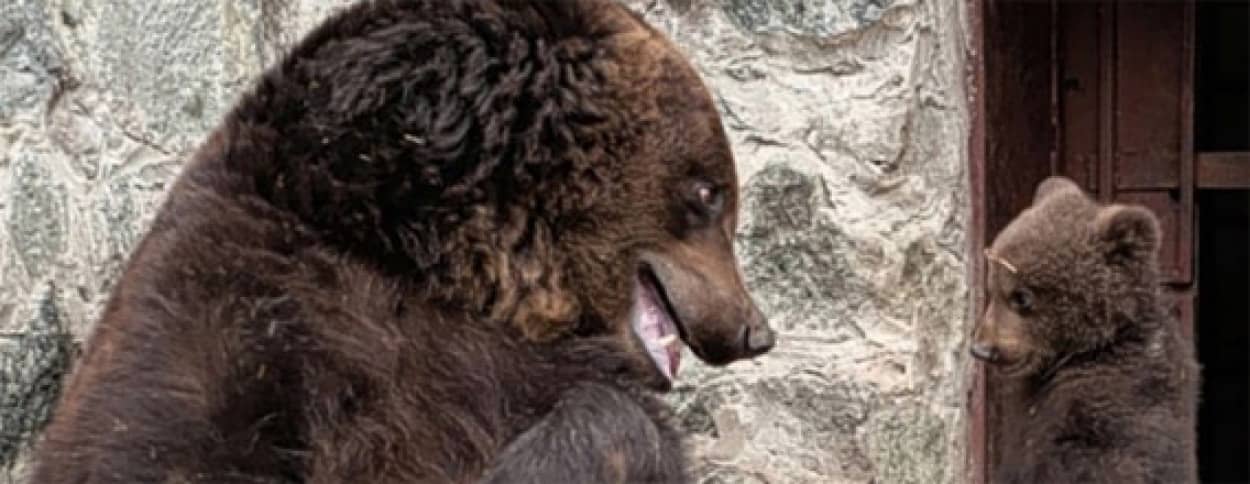 最後にギュっと抱きしめる 人間みたいなクマのお母さんの子育て カラパイア