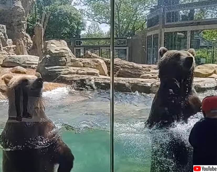 動物園のクマもいい波乗ってんね 来園者の前で波乗りダンスを披露 カラパイア 動物園のクマもいい波乗ってんね 来園者の前で波乗りダンスを披露 カラパイア