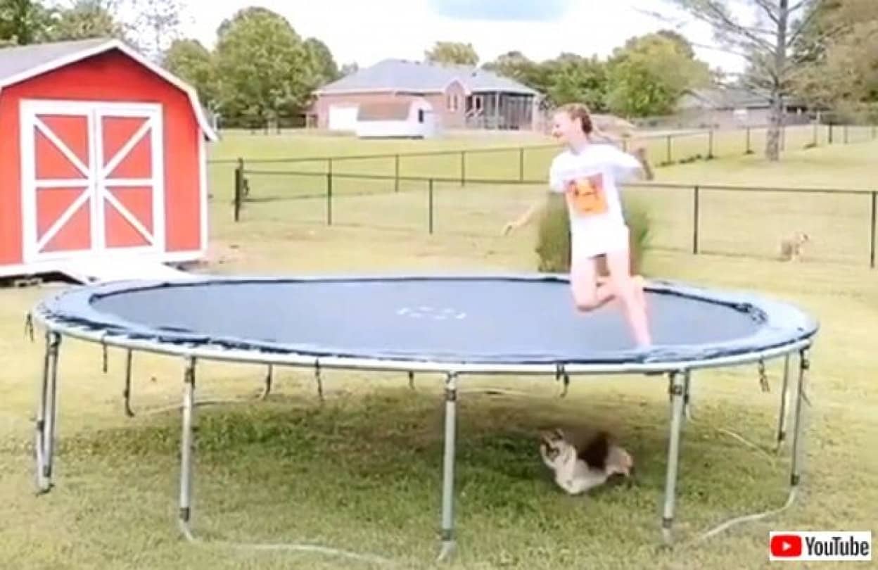 飼い主が心配で仕方のないコーギー 危ないってば 早く下りて と トランポリンの下でヤキモキ吠えまくる カラパイア