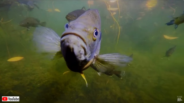 魚もなつくし覚えてる！湖の魚と絆を結んだ女性、9年目の夏の再会を祝う