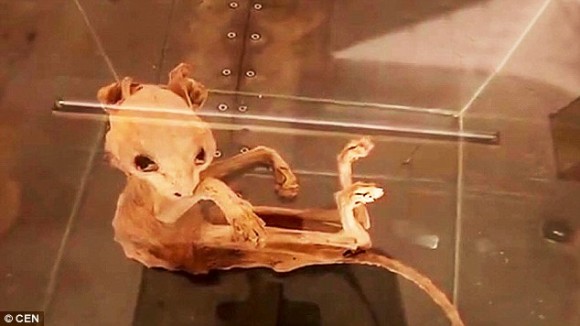 ミュウ ミュウツー 牙を持ち 鞭のような尻尾を持つ謎のミイラが出土される トルコ カラパイア ミュウ ミュウツー 牙を持ち 鞭のような尻尾を持つ謎のミイラが出土される トルコ カラパイア