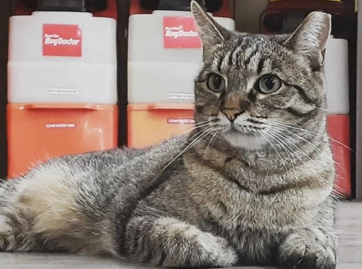 ホームセンターに自主的に勤務する猫
