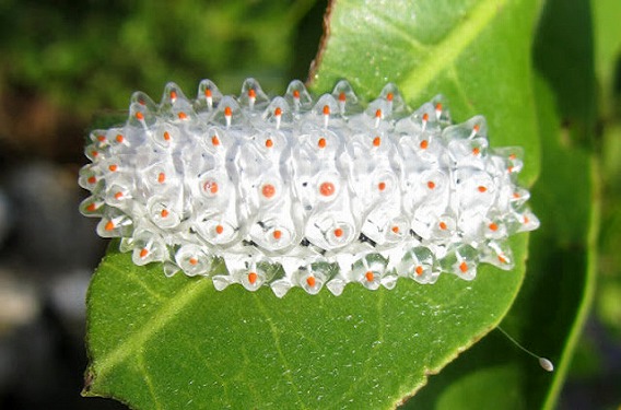 jewel-caterpillar-2