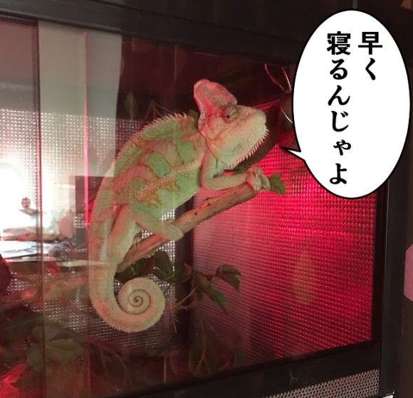みてるやつ_e_e