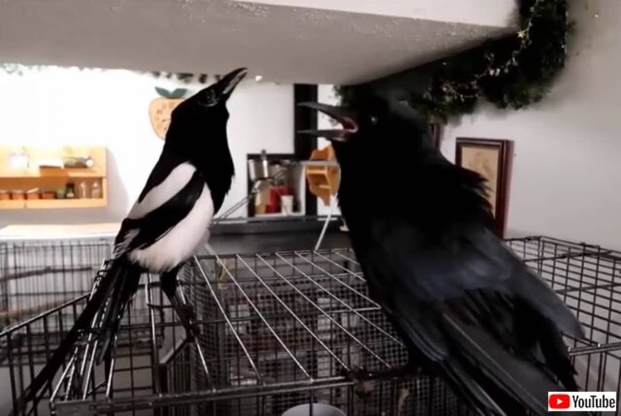 カラス先輩もタジタジ おしゃべりカササギのわんぱくぶりを見てみよう カラパイア