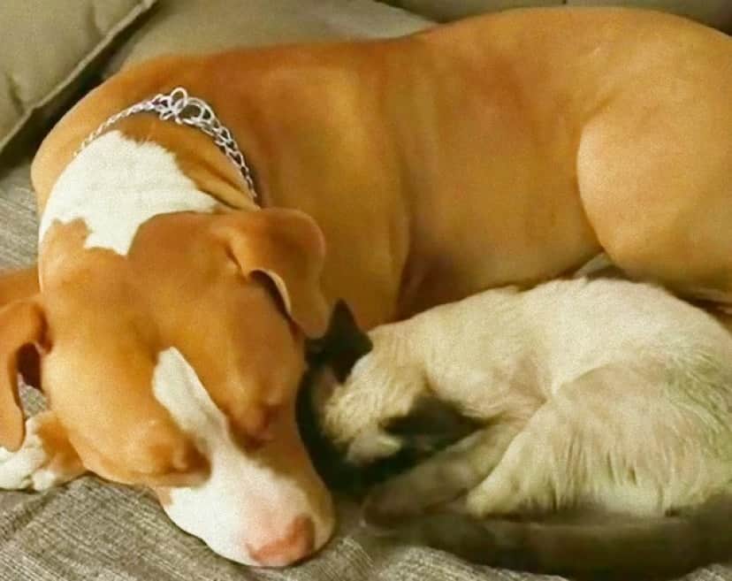 dog and cat2_e0