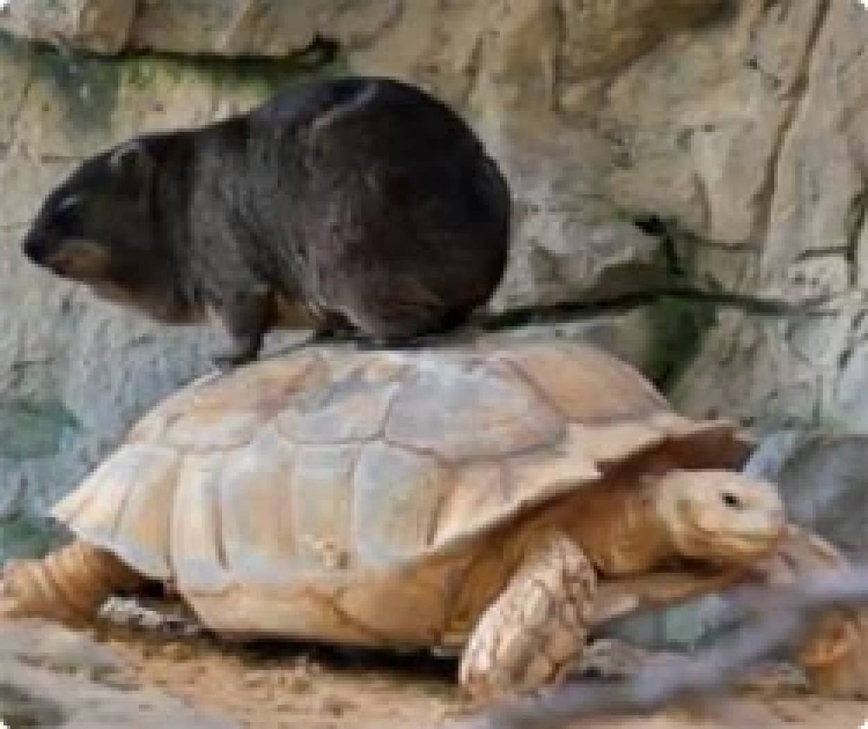 なぜ自慢げにカメに乗るし カラパイア