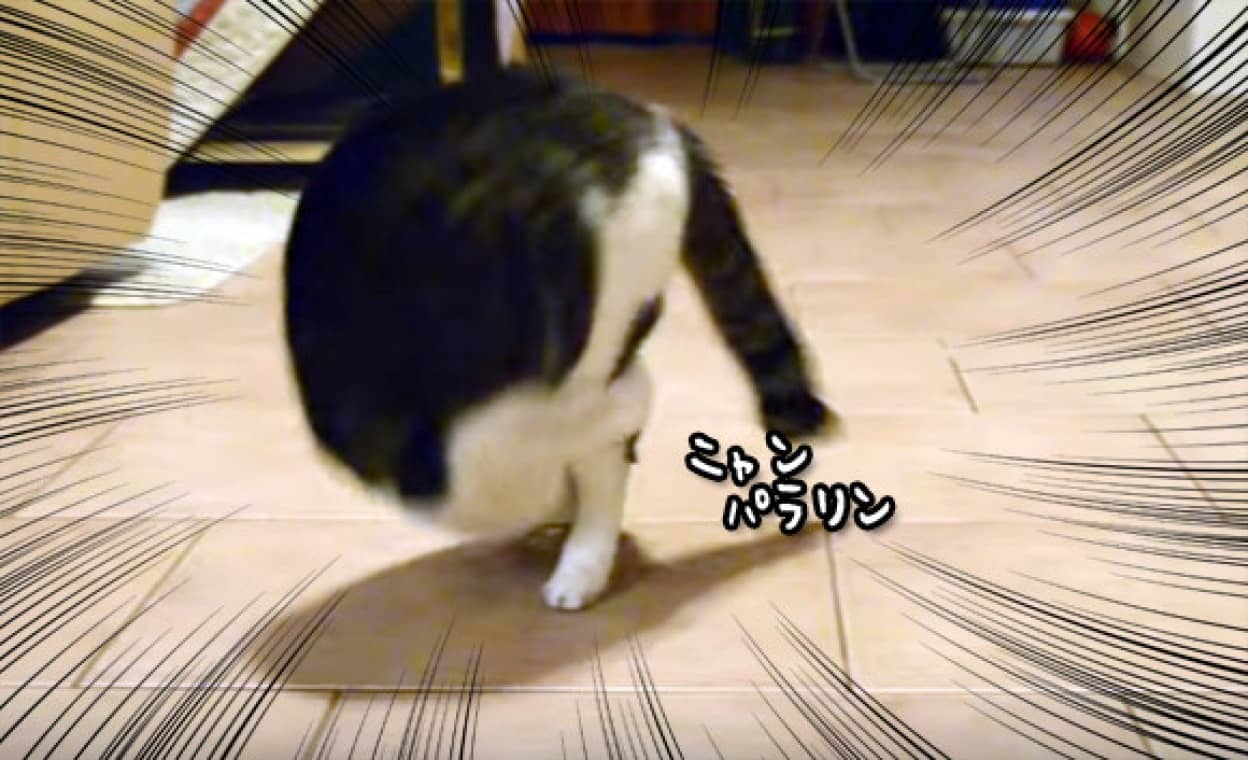 やってやんよ でんぐり返りがうまい猫 カラパイア やってやんよ でんぐり返りがうまい猫 カラパイア