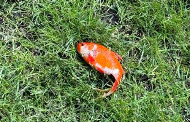 庭の芝生の上に金魚が舞い降りただと！？保護して水にいれたところ息を吹き返す