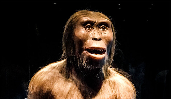 318万年前の化石人類「ルーシー」は毛深くなかった