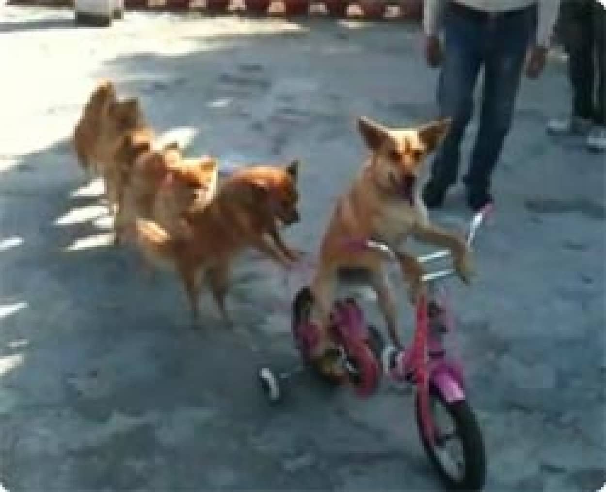 自転車の荷台にちょこんと乗る犬と 犬力を利用して自転車に乗る犬 カラパイア 自転車の荷台にちょこんと乗る犬と 犬力を利用して自転車に乗る犬 カラパイア