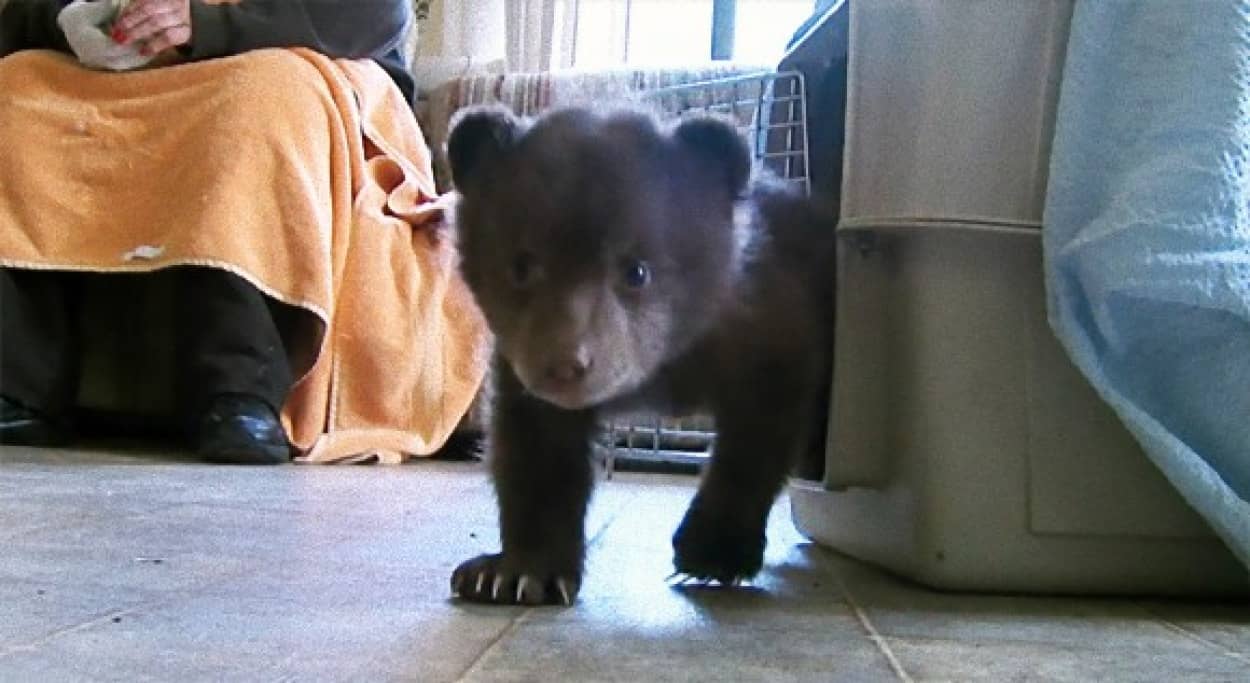 どこから来たの ドアを開けたら1匹のクマの赤ちゃんがしょんぼりと立っていた 米カリフォルニア州 カラパイア どこから来たの ドアを開けたら1匹のクマの赤ちゃんがしょんぼりと立っていた 米カリフォルニア州 カラパイア