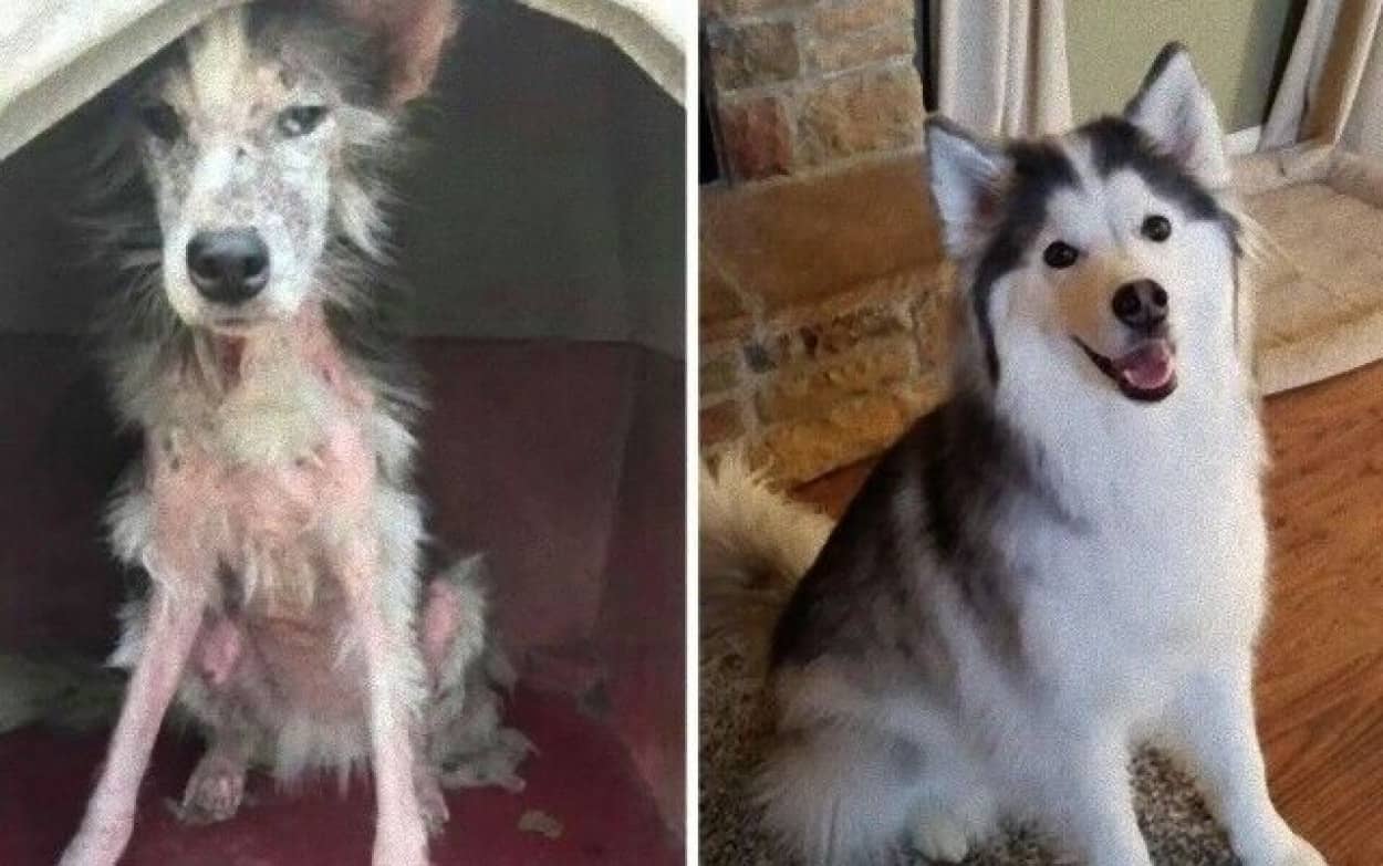 beforeafterdogs0_e