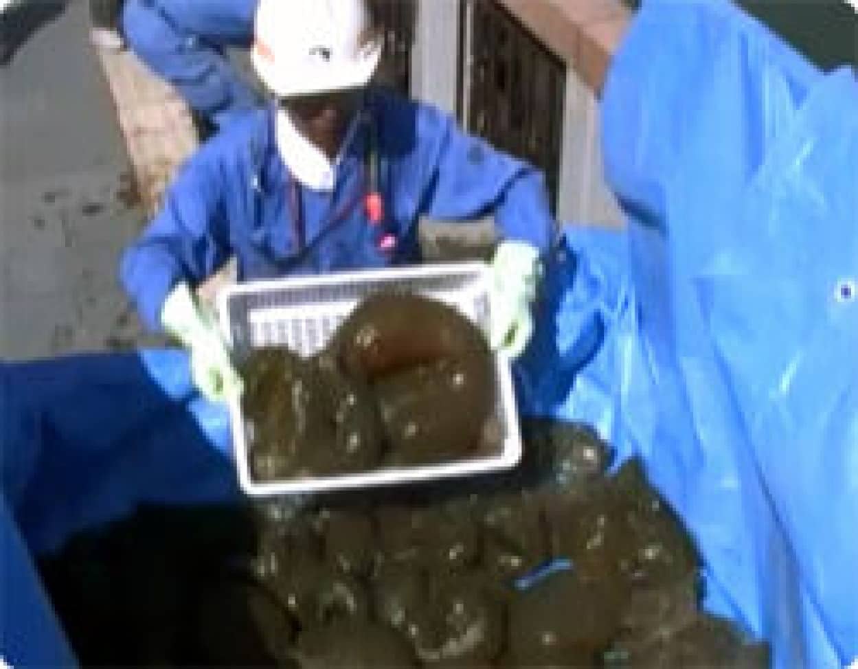 佐賀でも大発生 怪奇ぷにょぷにょ生物 オオマリコケムシ 除去作業映像 カラパイア