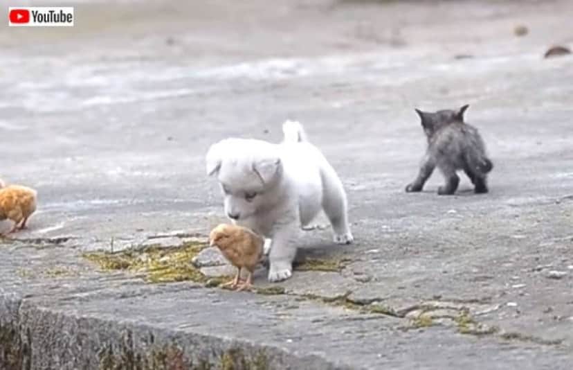 puppynchicks5_640