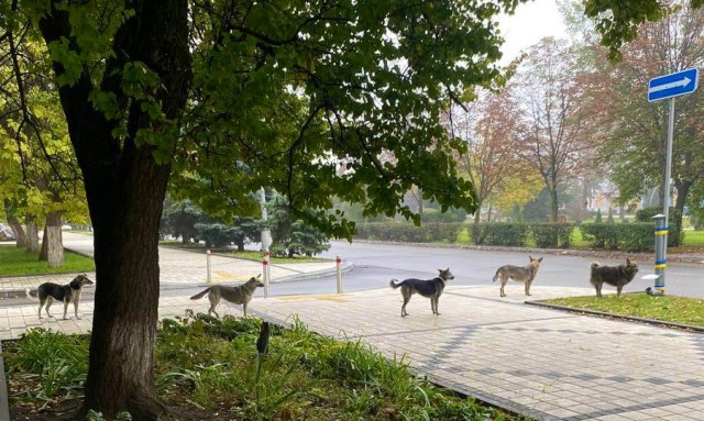 ウクライナの危険地域に取り残されたペットたちの今。きちんと並んで餌をもらう犬たち