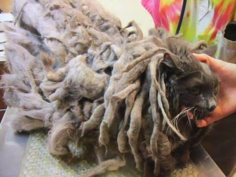 汚れた毛が絡みつき 異形の姿になってしまった猫が保護施設の前に置き去りにされる 毛を剃ってすっきり 今では元気に アメリカ カラパイア