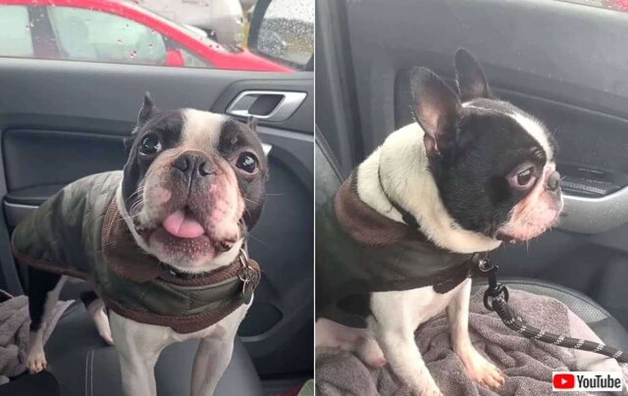 愛犬のボストンテリア お外に行きたい どうしても しかしお外は寒かった 車に戻ってきた結果 カラパイア