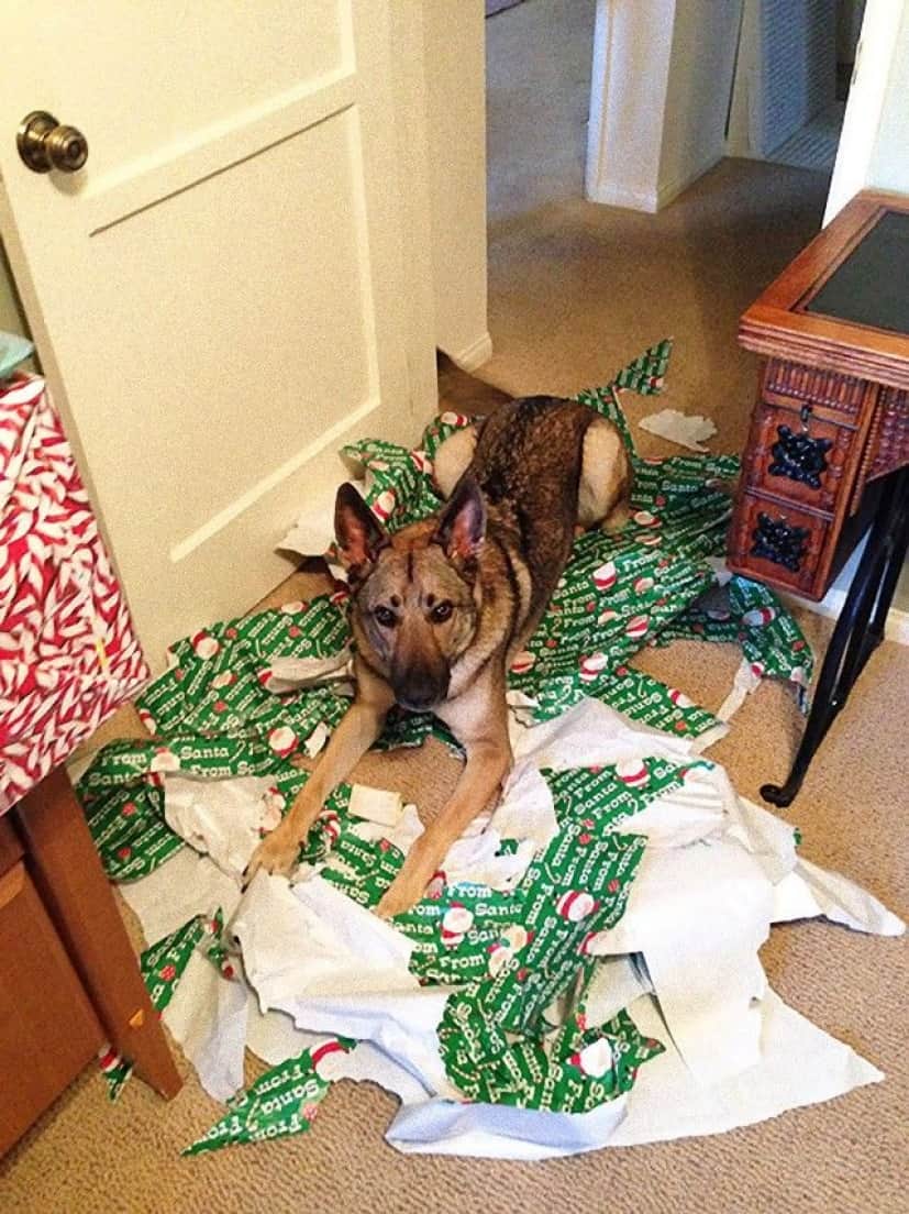 XX-animals-destroying-Christmas-5__605_e